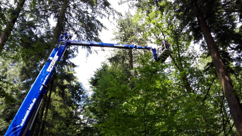 wenn hoch dann... SCHMIDT > Unsere Schmidt Baumschnitt Frühjahrsaktion für Selbstabholer